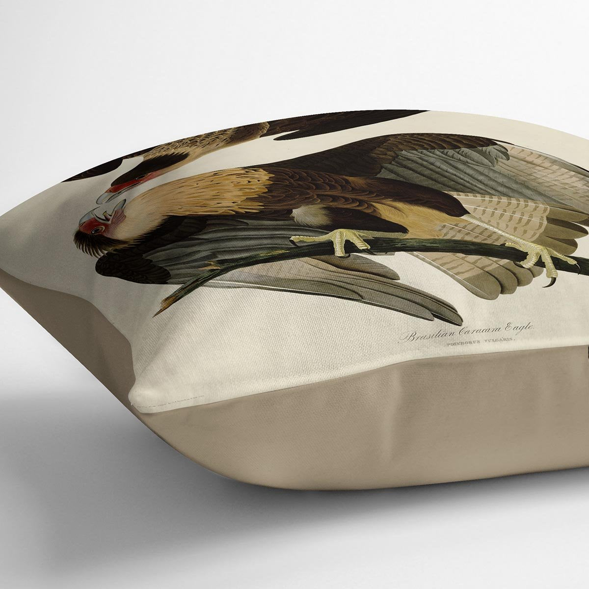 Brazilian Caracara Eagle by Audubon Cushion