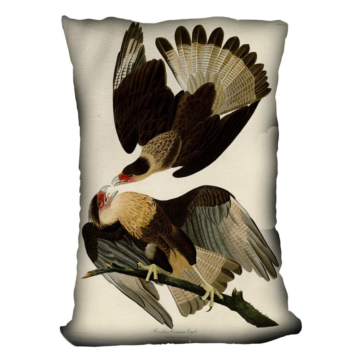 Brazilian Caracara Eagle by Audubon Cushion