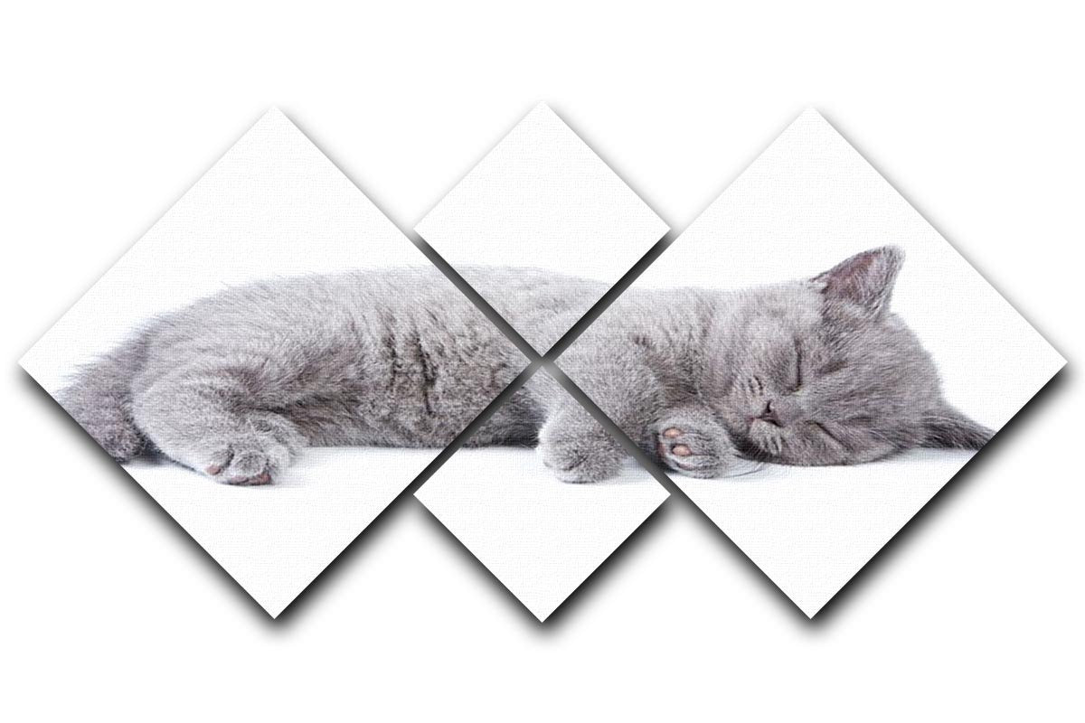 British kitten on white background 4 Square Multi Panel Canvas - Canvas Art Rocks - 1