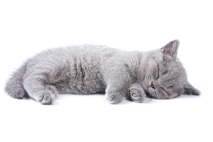 British kitten on white background Wall Mural Wallpaper