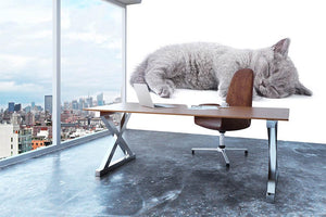 British kitten on white background Wall Mural Wallpaper - Canvas Art Rocks - 3