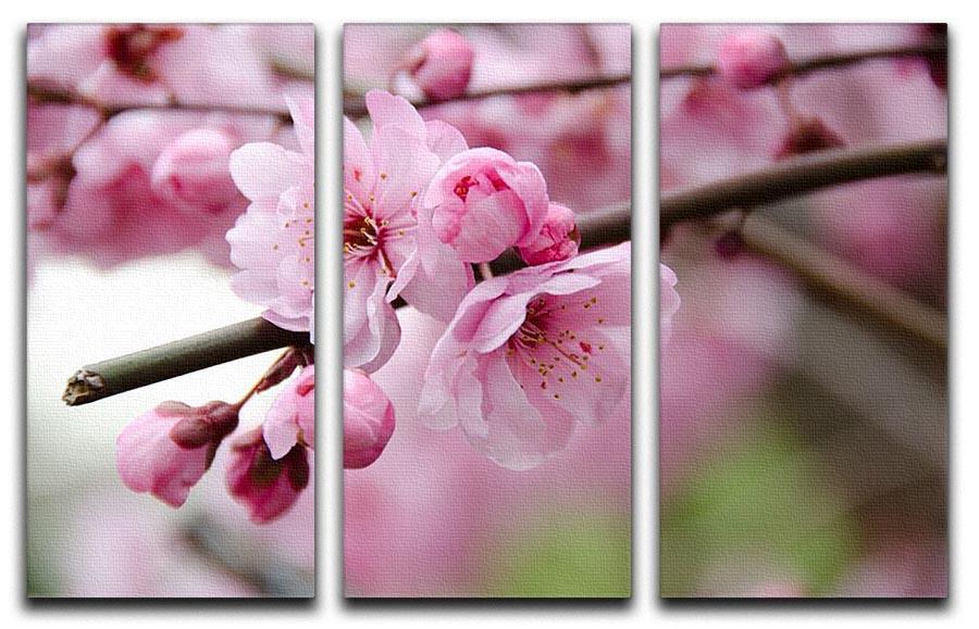 Broken blooming cherry branch 3 Split Panel Canvas Print - Canvas Art Rocks - 1