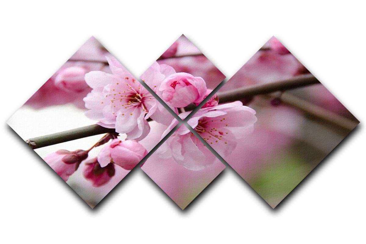 Broken blooming cherry branch 4 Square Multi Panel Canvas  - Canvas Art Rocks - 1