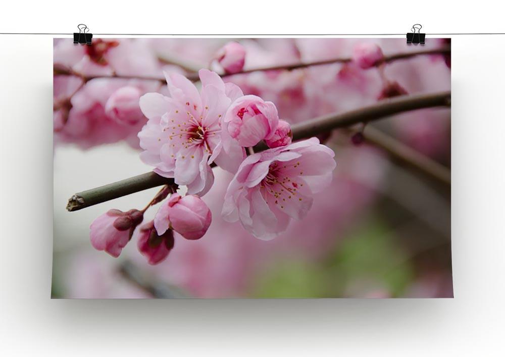 Broken blooming cherry branch Canvas Print or Poster - Canvas Art Rocks - 2