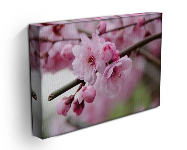 Broken blooming cherry branch Canvas Print or Poster - Canvas Art Rocks - 3