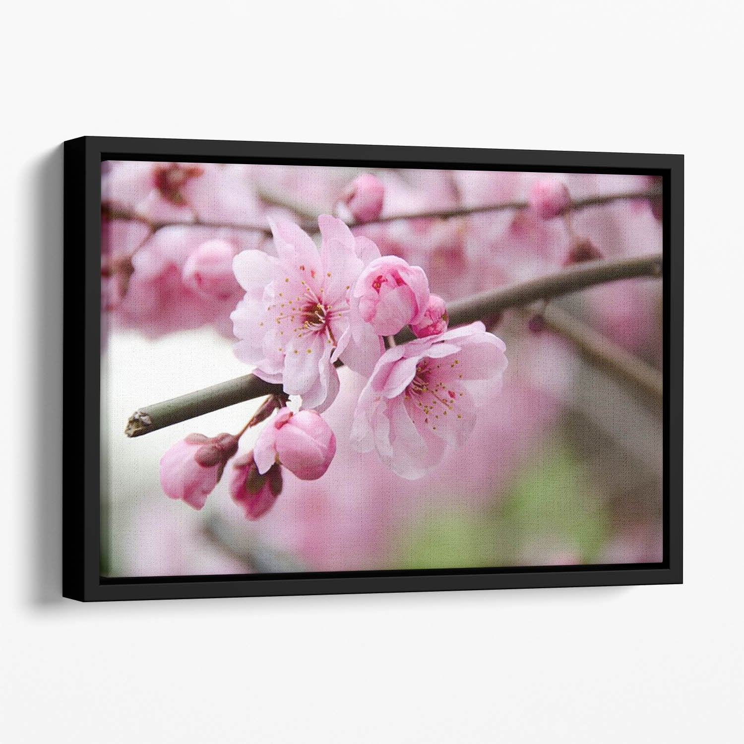 Broken blooming cherry branch Floating Framed Canvas