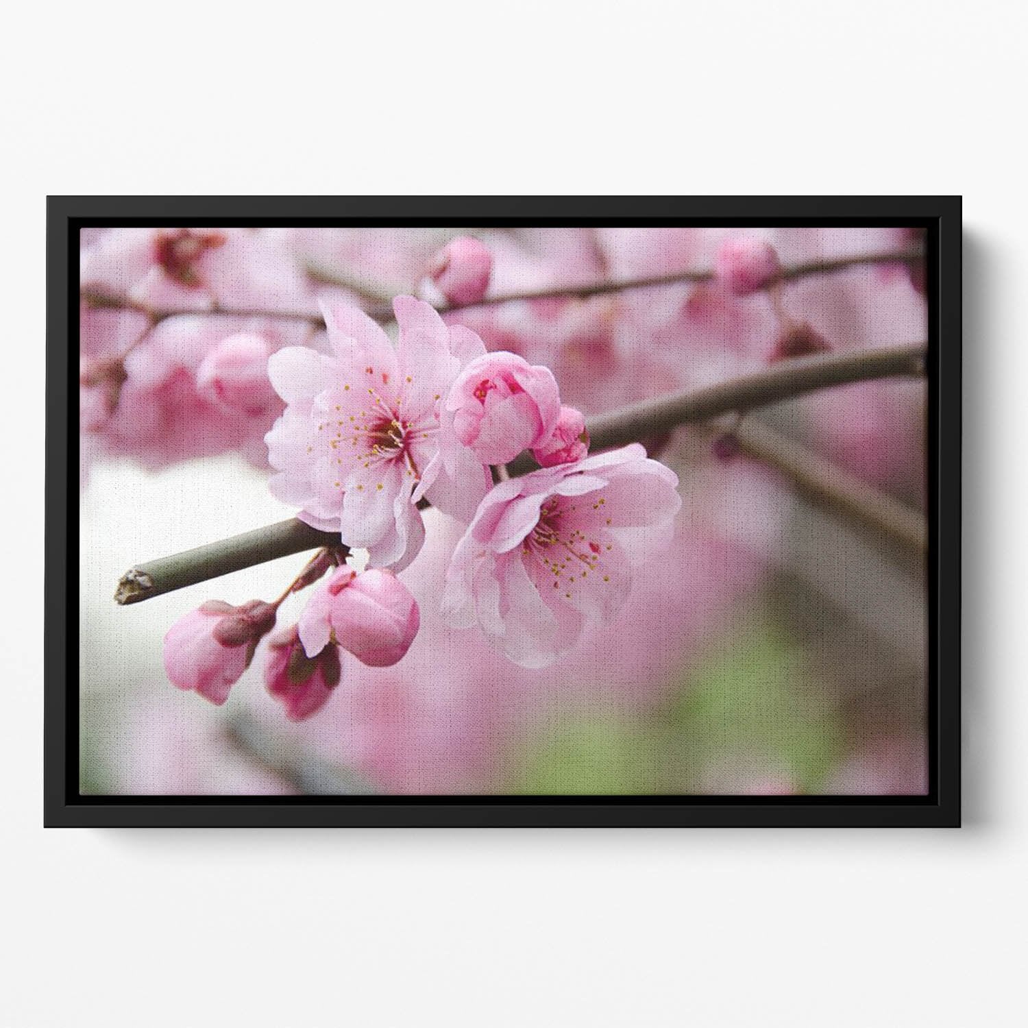 Broken blooming cherry branch Floating Framed Canvas