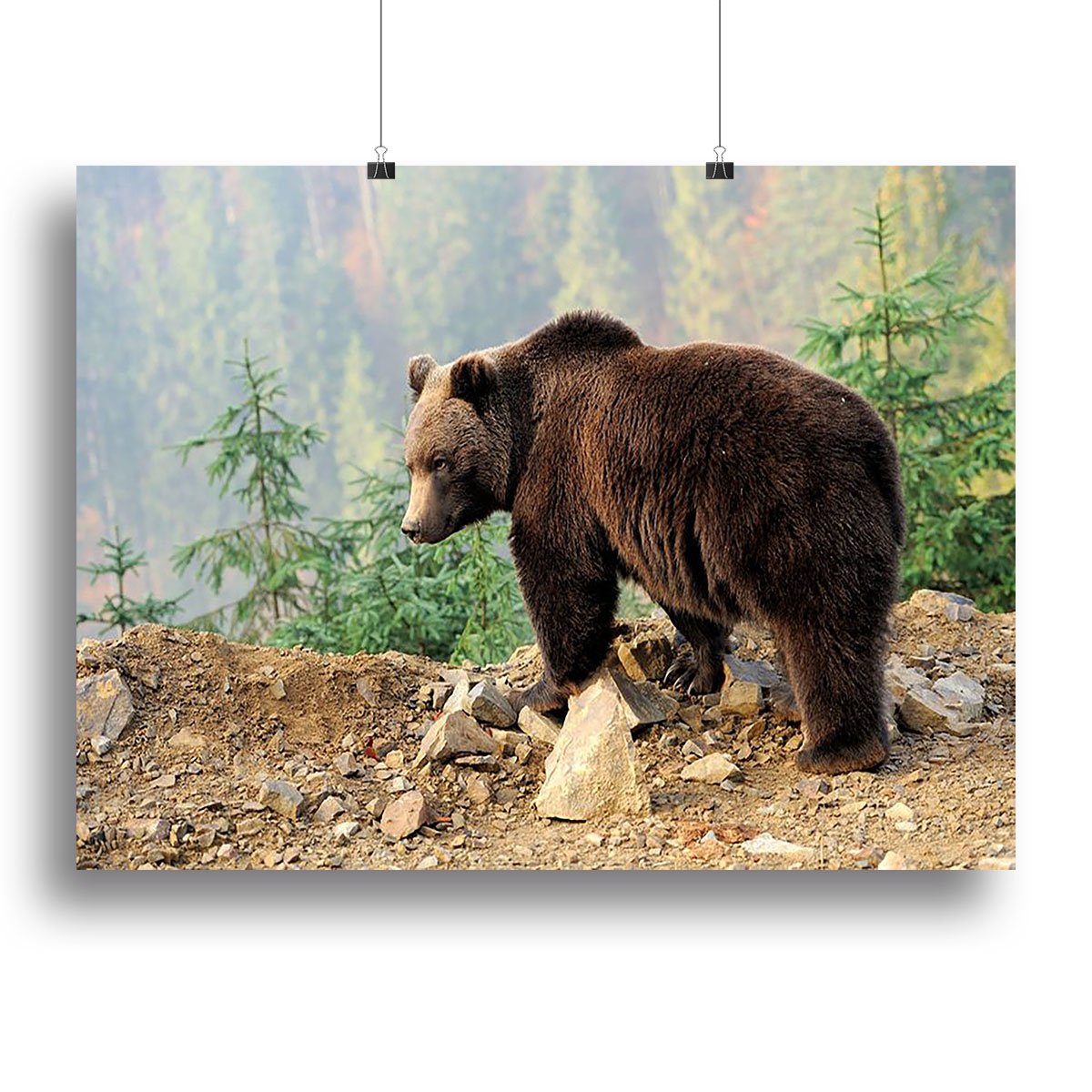 Brown Bear in forest Canvas Print or Poster