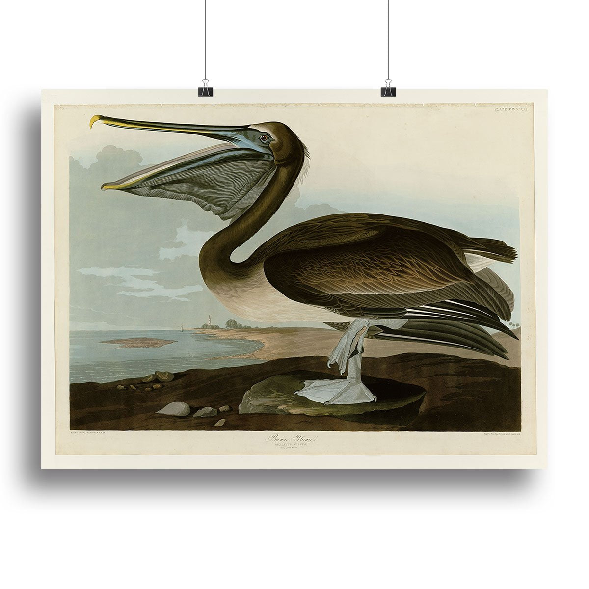 Brown Pelican by Audubon Canvas Print or Poster