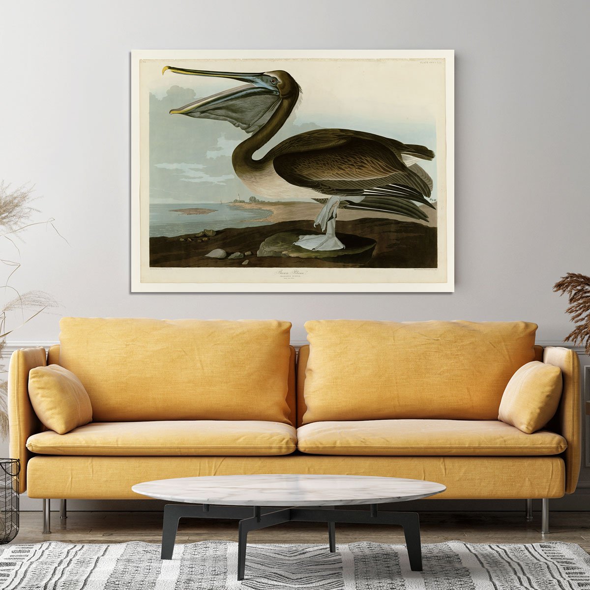 Brown Pelican by Audubon Canvas Print or Poster