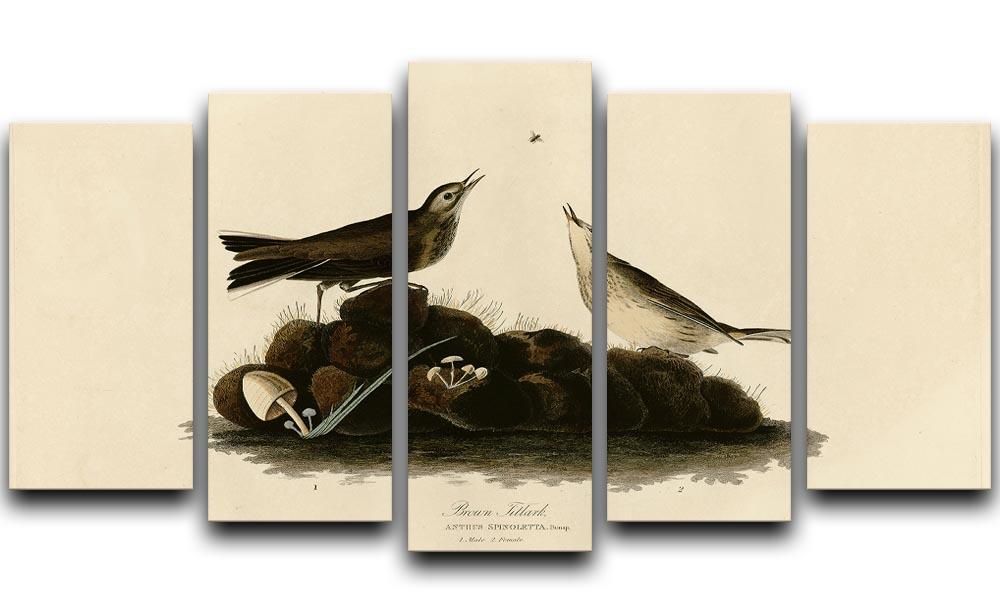 Brown Titlark by Audubon 5 Split Panel Canvas - Canvas Art Rocks - 1
