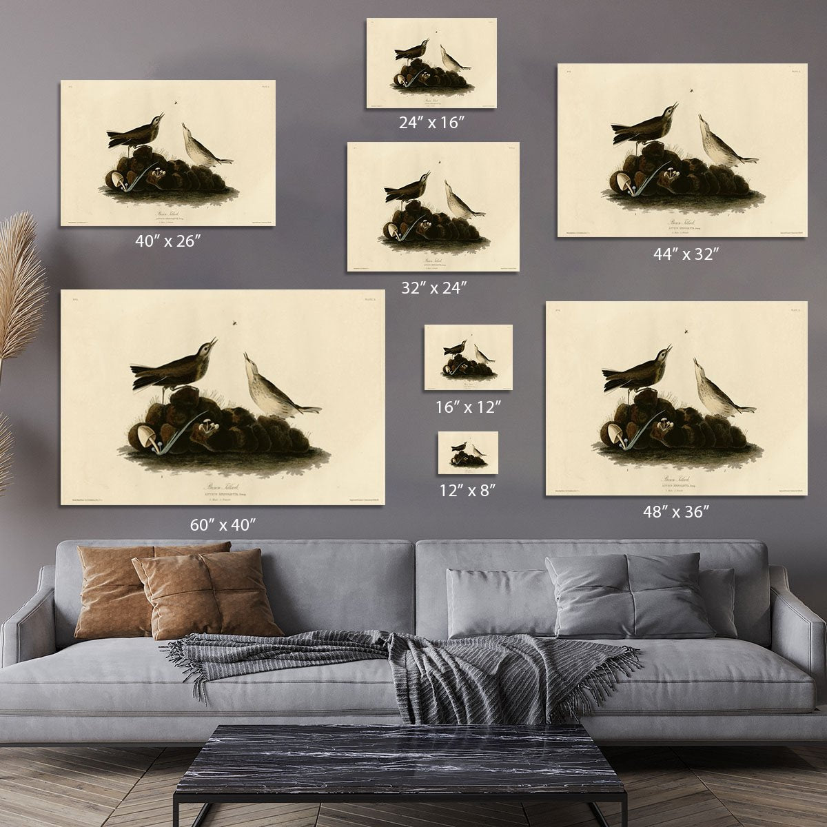 Brown Titlark by Audubon Canvas Print or Poster