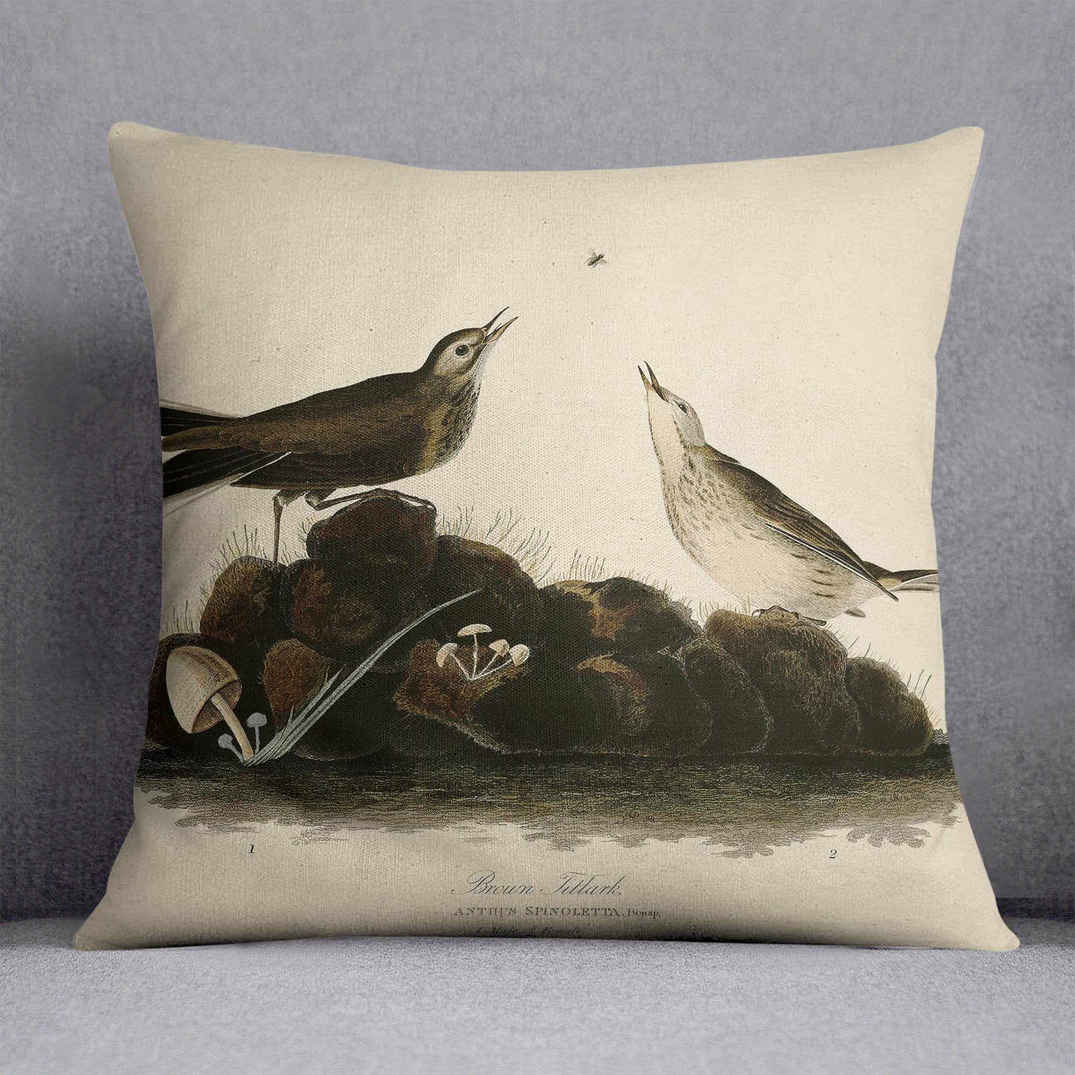 Brown Titlark by Audubon Cushion