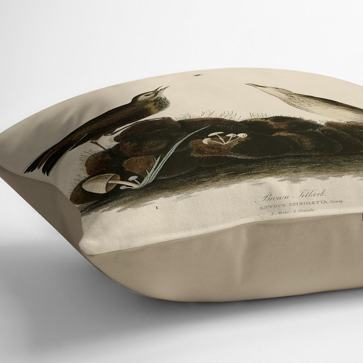 Brown Titlark by Audubon Cushion
