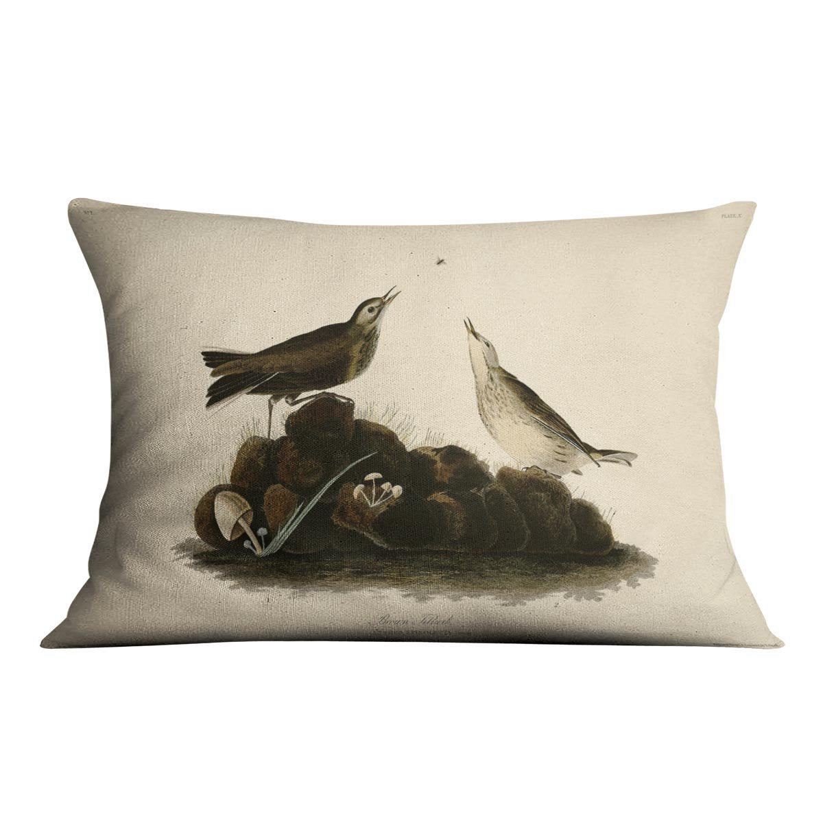 Brown Titlark by Audubon Cushion