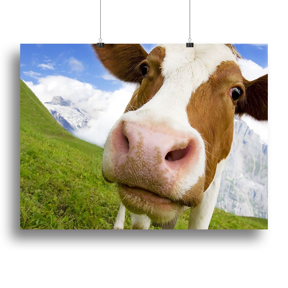 Brown and white cow in the alps Canvas Print or Poster