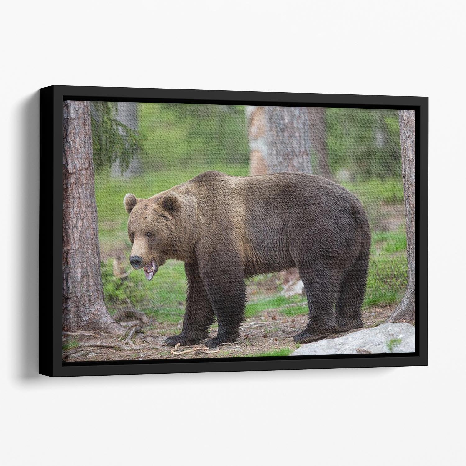 Brown bear in Tiaga forest Floating Framed Canvas - Canvas Art Rocks - 1