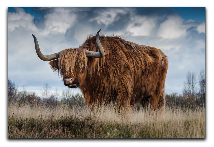 Bull Print - Canvas Art Rocks - 1