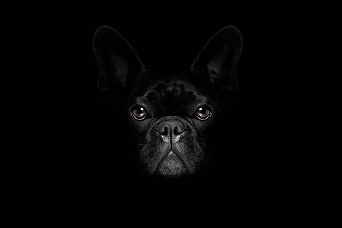 Bulldog dog Wall Mural Wallpaper