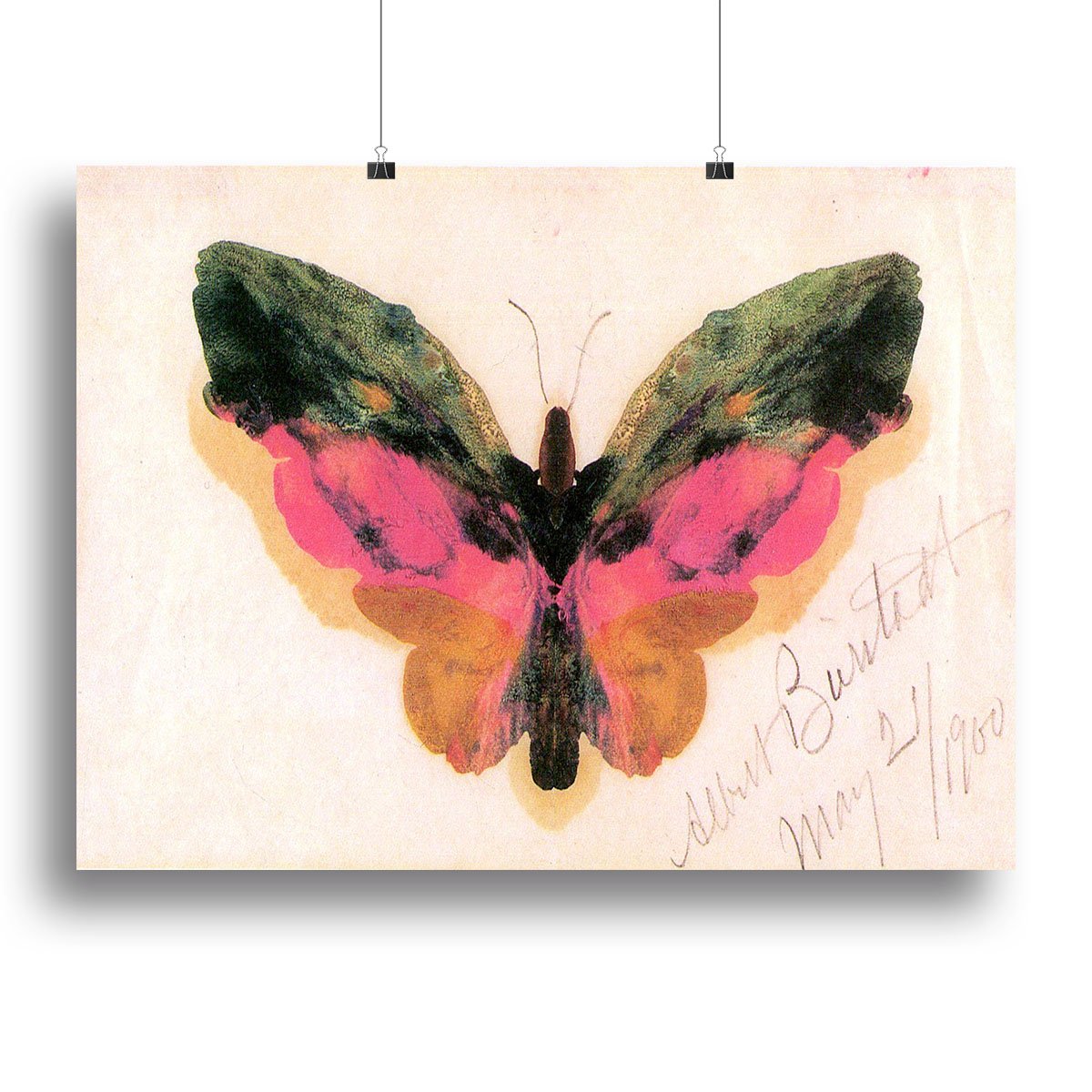 Butterfly by Bierstadt Canvas Print or Poster