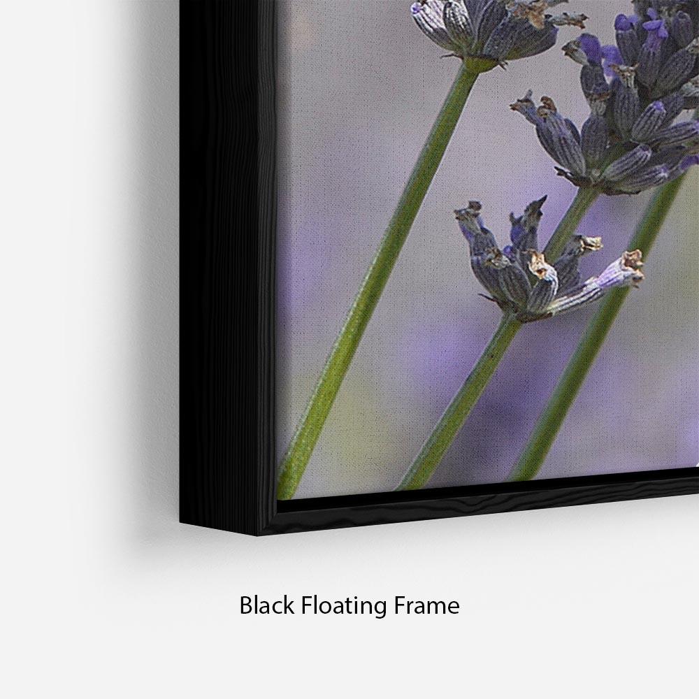 Butterfly on Lavender Floating Frame Canvas - Canvas Art Rocks - 2