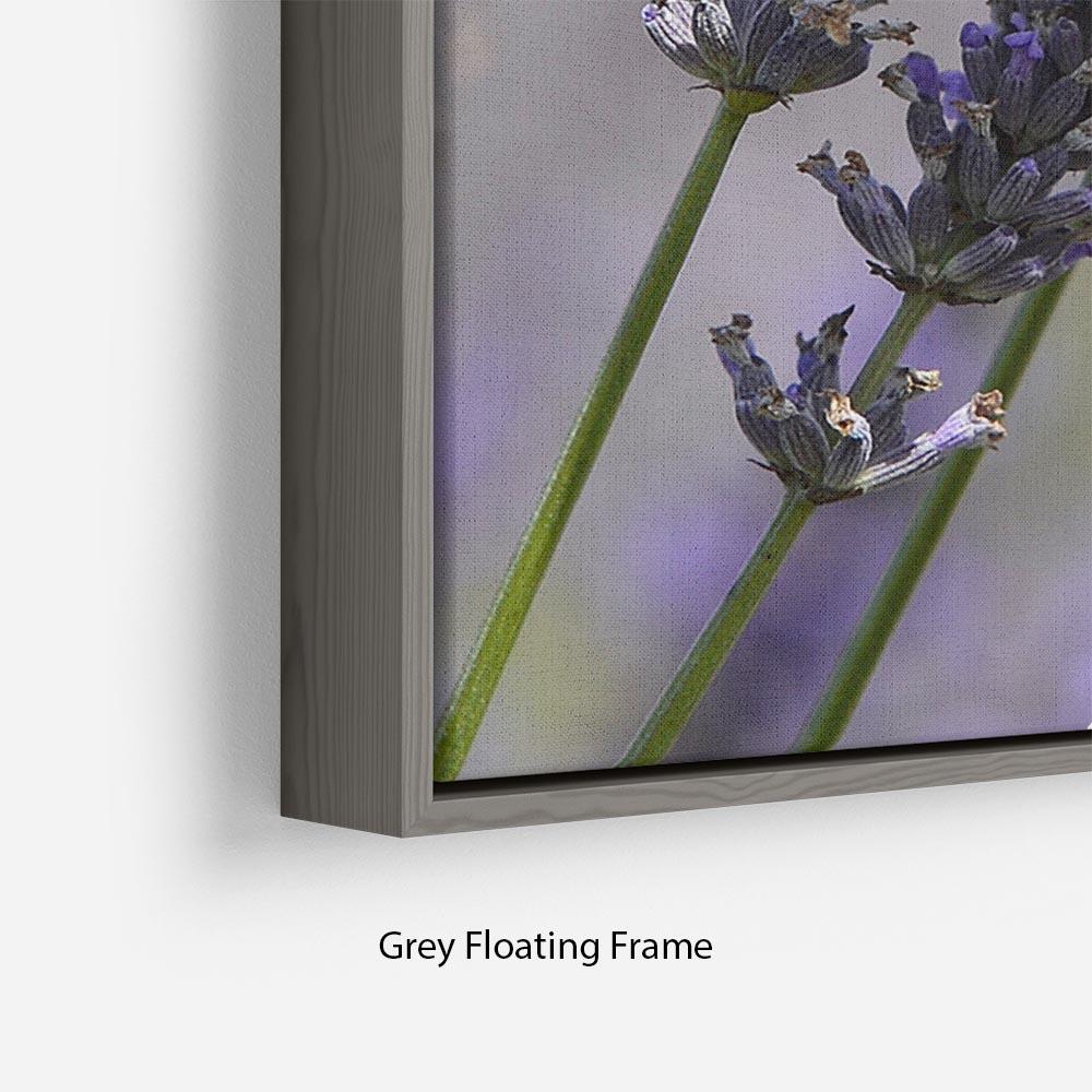 Butterfly on Lavender Floating Frame Canvas - Canvas Art Rocks - 4