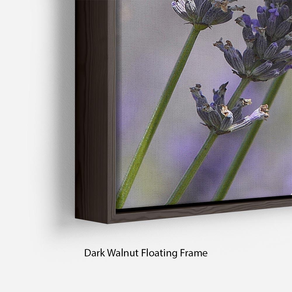Butterfly on Lavender Floating Frame Canvas - Canvas Art Rocks - 6