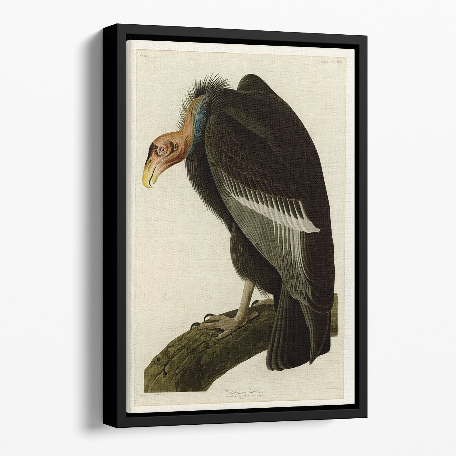 Californian Vulture by Audubon Floating Framed Canvas
