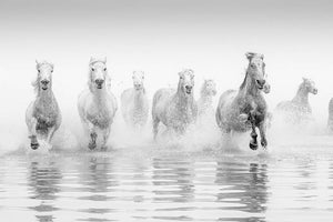 Camargue Horses Wall Mural Wallpaper - Canvas Art Rocks - 1