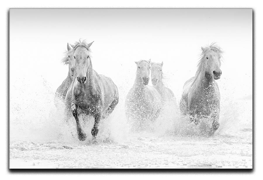 Camargue Horses running Canvas Print or Poster - Canvas Art Rocks - 1