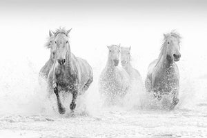 Camargue Horses running Wall Mural Wallpaper - Canvas Art Rocks - 1