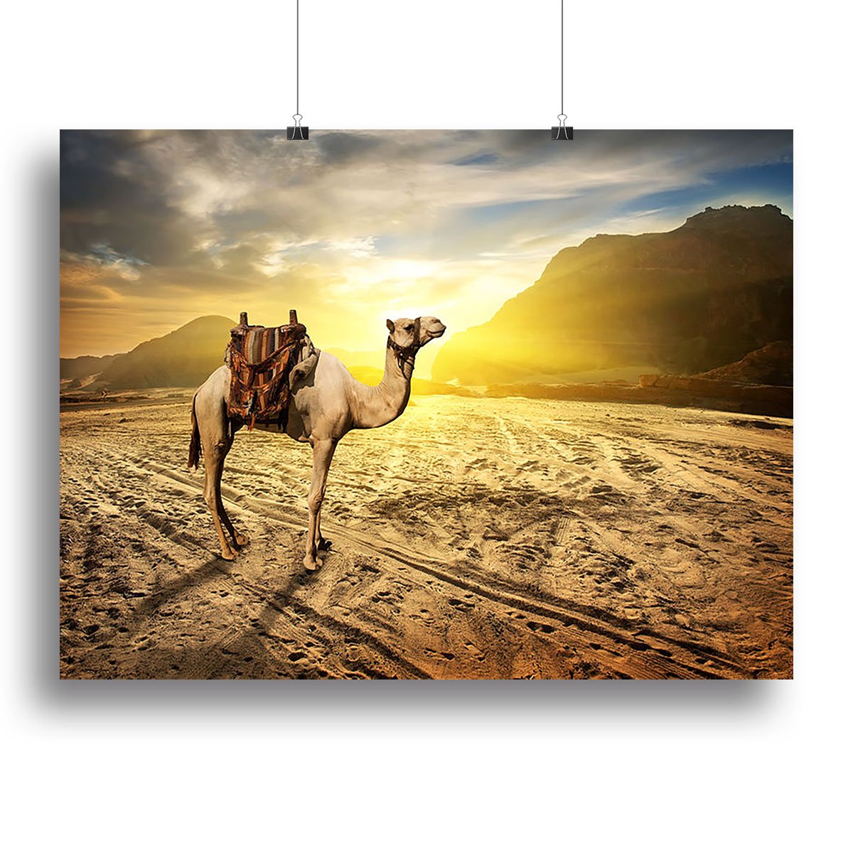 Camel in sandy desert near mountains at sunset Canvas Print or Poster