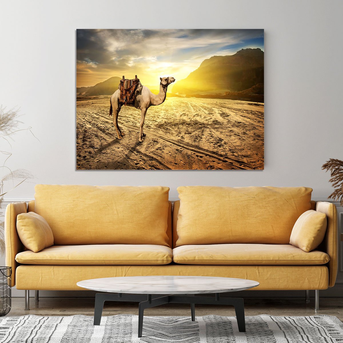 Camel in sandy desert near mountains at sunset Canvas Print or Poster