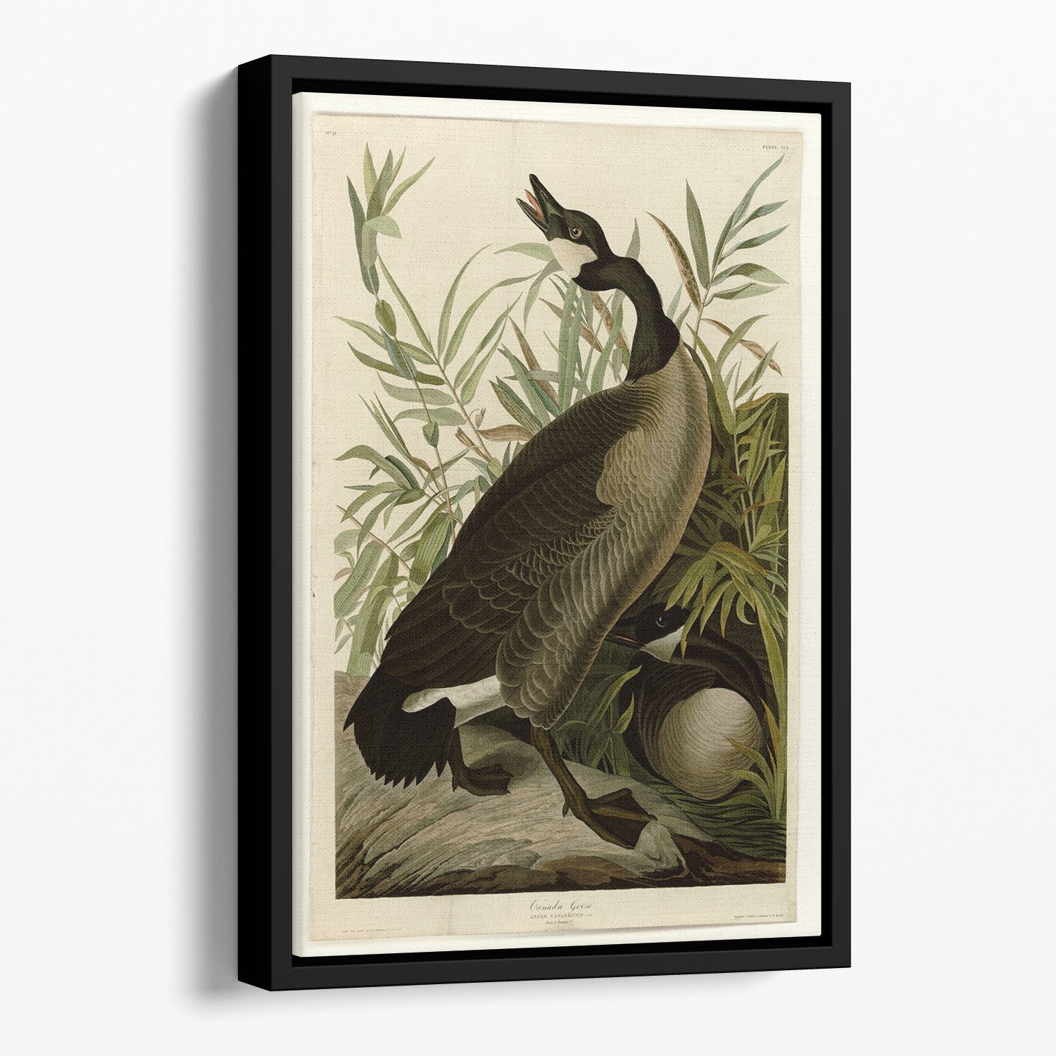 Canada Goose by Audubon Floating Framed Canvas