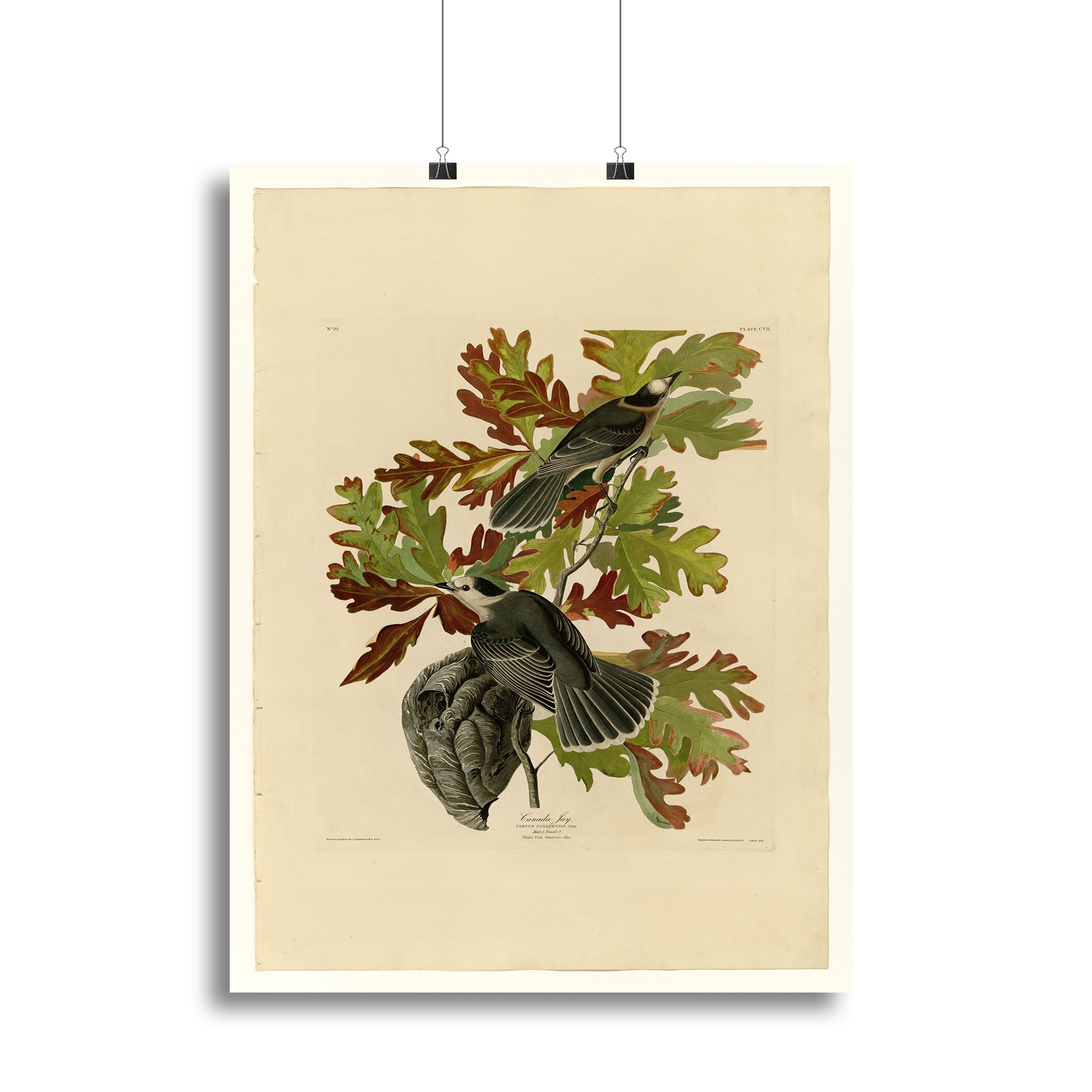 Canada Jay by Audubon Canvas Print or Poster