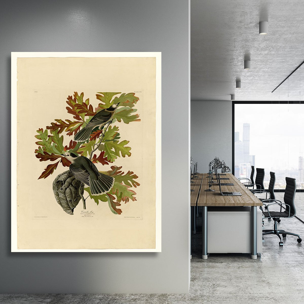 Canada Jay by Audubon Canvas Print or Poster