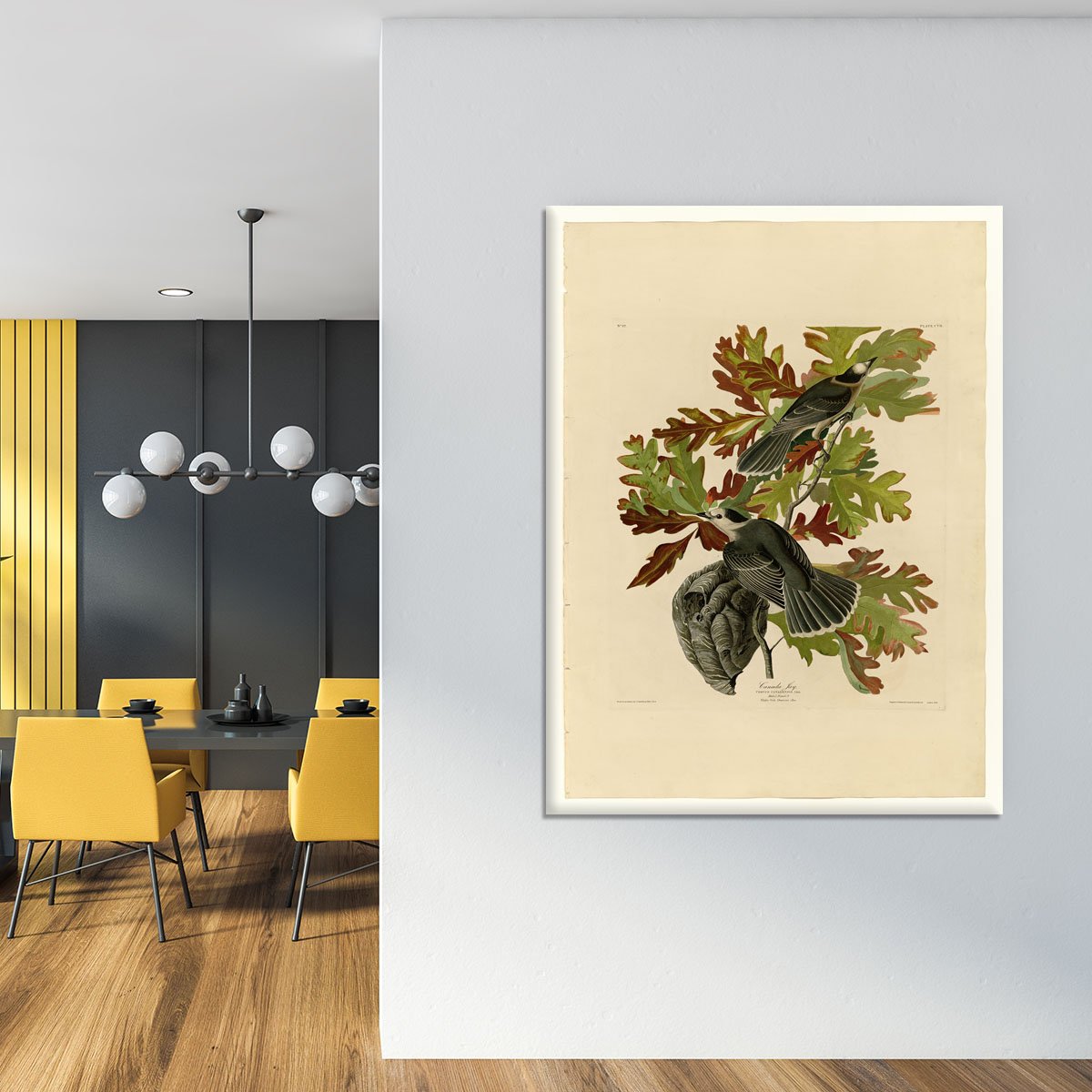 Canada Jay by Audubon Canvas Print or Poster