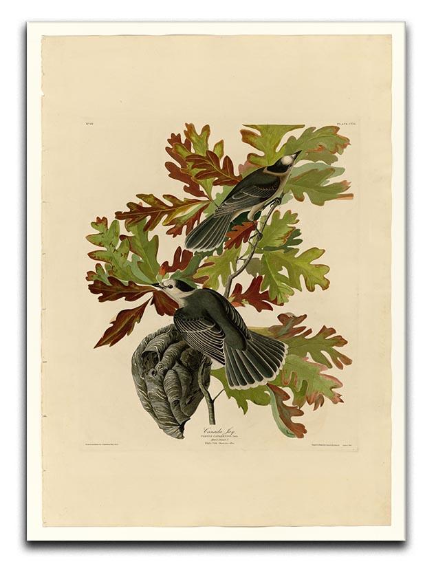 Canada Jay by Audubon Canvas Print or Poster - Canvas Art Rocks - 1