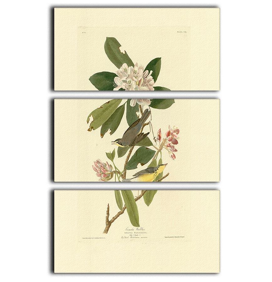 Canada Warbler by Audubon 3 Split Panel Canvas Print - Canvas Art Rocks - 1