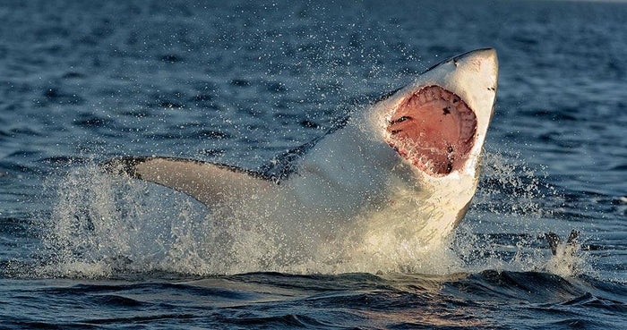 Carcharodon carcharias breaching Wall Mural Wallpaper