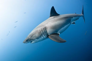 Carcharodon carcharias in pacific ocean Wall Mural Wallpaper - Canvas Art Rocks - 1