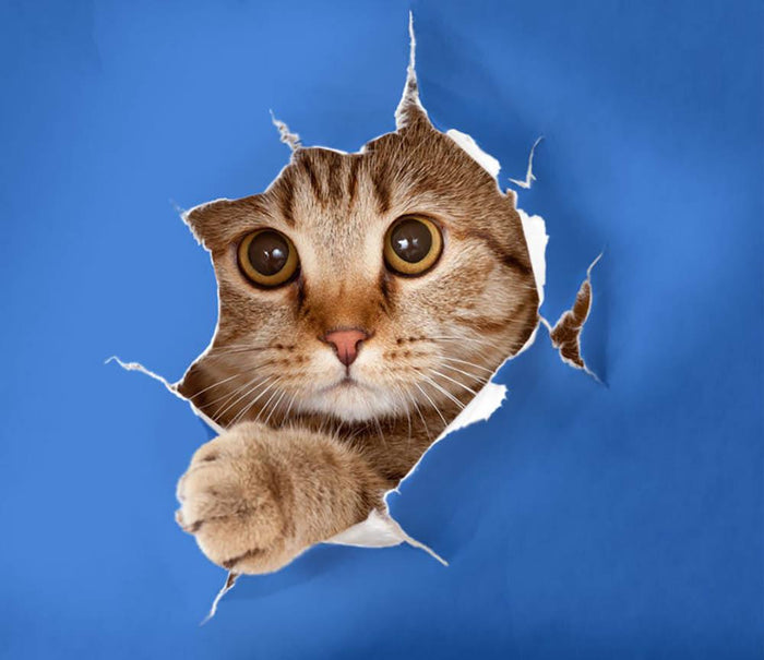 Cat in blue chromakey paper hole Wall Mural Wallpaper