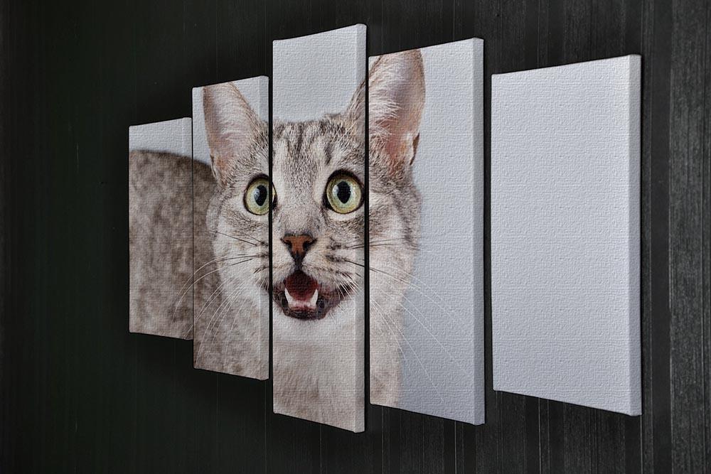 Cat meows gray tabby Shorthair 5 Split Panel Canvas - Canvas Art Rocks - 2