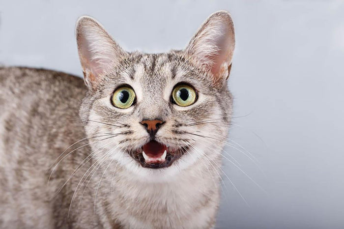Cat meows gray tabby Shorthair Wall Mural Wallpaper