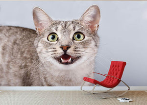Cat meows gray tabby Shorthair Wall Mural Wallpaper - Canvas Art Rocks - 2