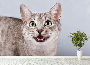 Cat meows gray tabby Shorthair Wall Mural Wallpaper - Canvas Art Rocks - 4