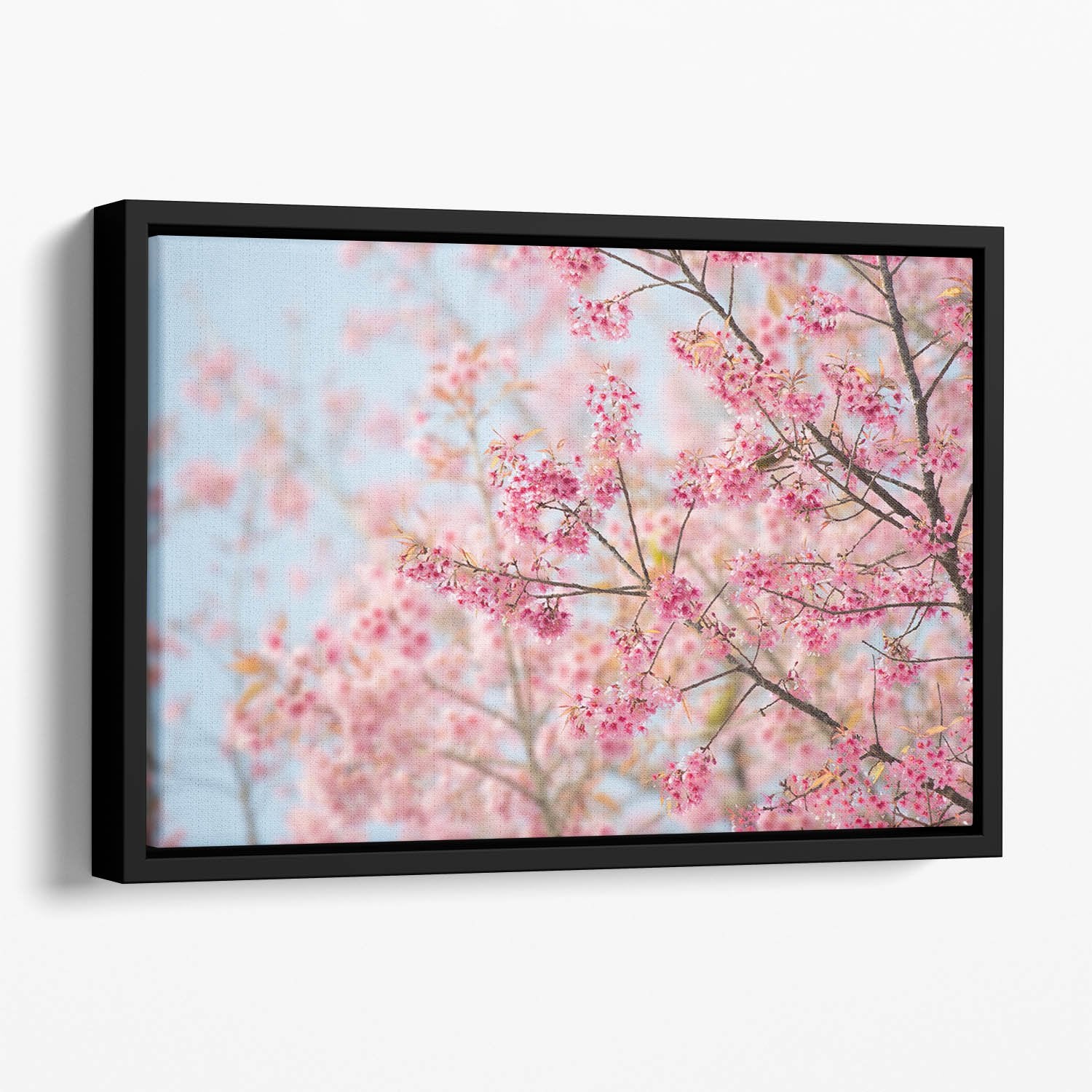 Cherry Blossom Floating Framed Canvas