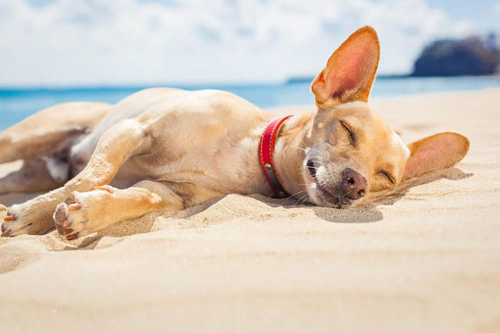 Chihuahua dog relaxing and resting Wall Mural Wallpaper