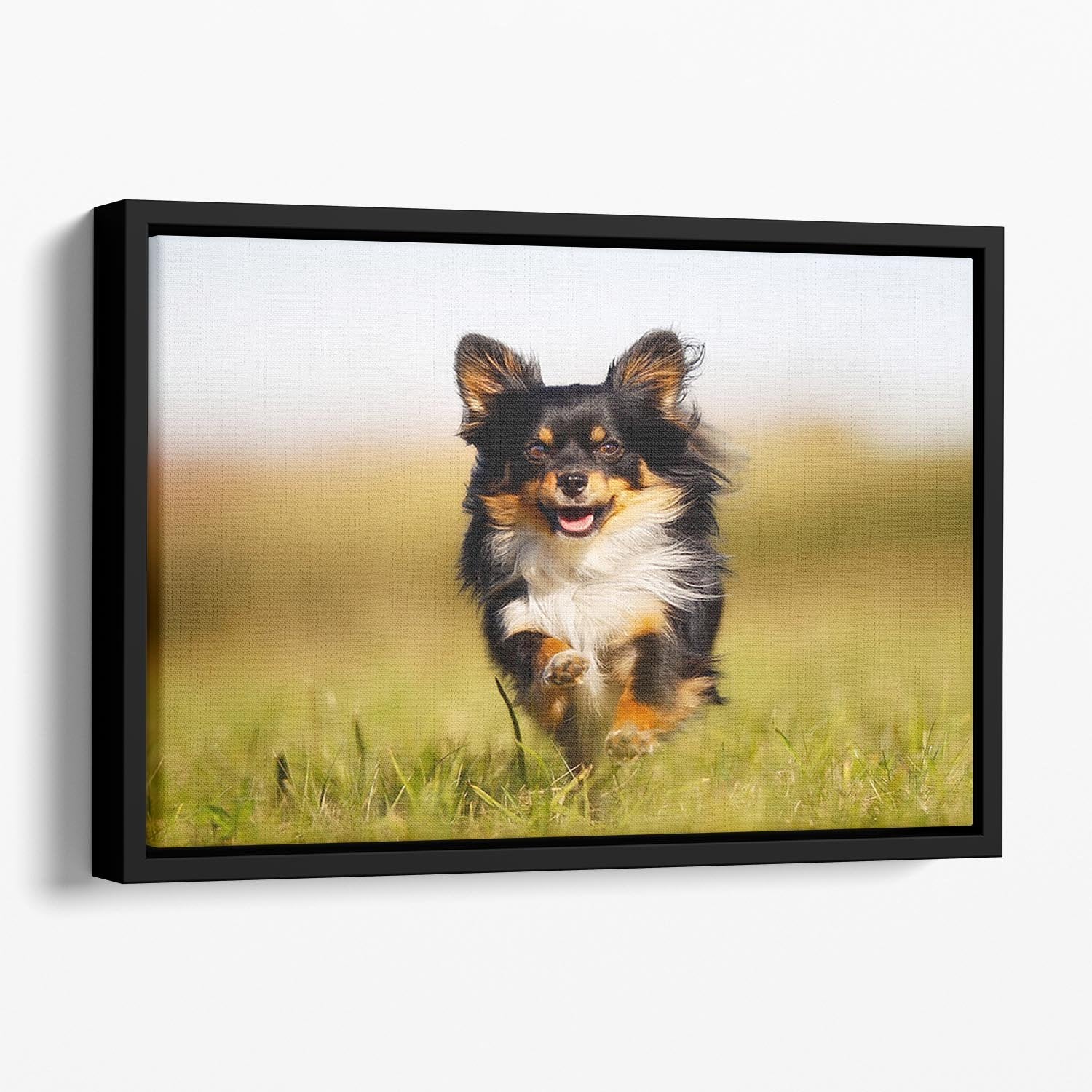 Chihuahua dog running towards the camera in a grass field Floating Framed Canvas - Canvas Art Rocks - 1