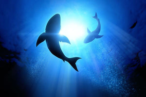 Circle two great white sharks Wall Mural Wallpaper - Canvas Art Rocks - 1